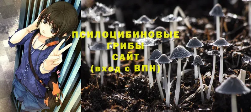 продажа наркотиков  Кондопога  Псилоцибиновые грибы Psilocybe 